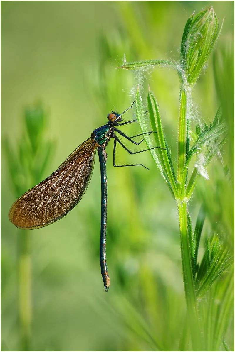 20_Female Banded Damoiselle_Simon Pugsley.jpg