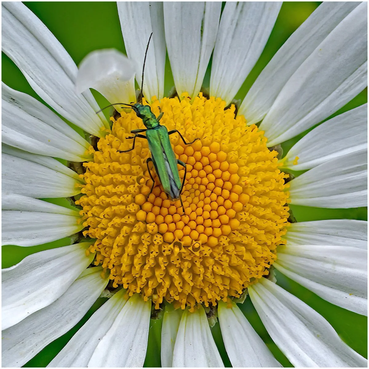 Martin Attewell_Shield Bug.jpg