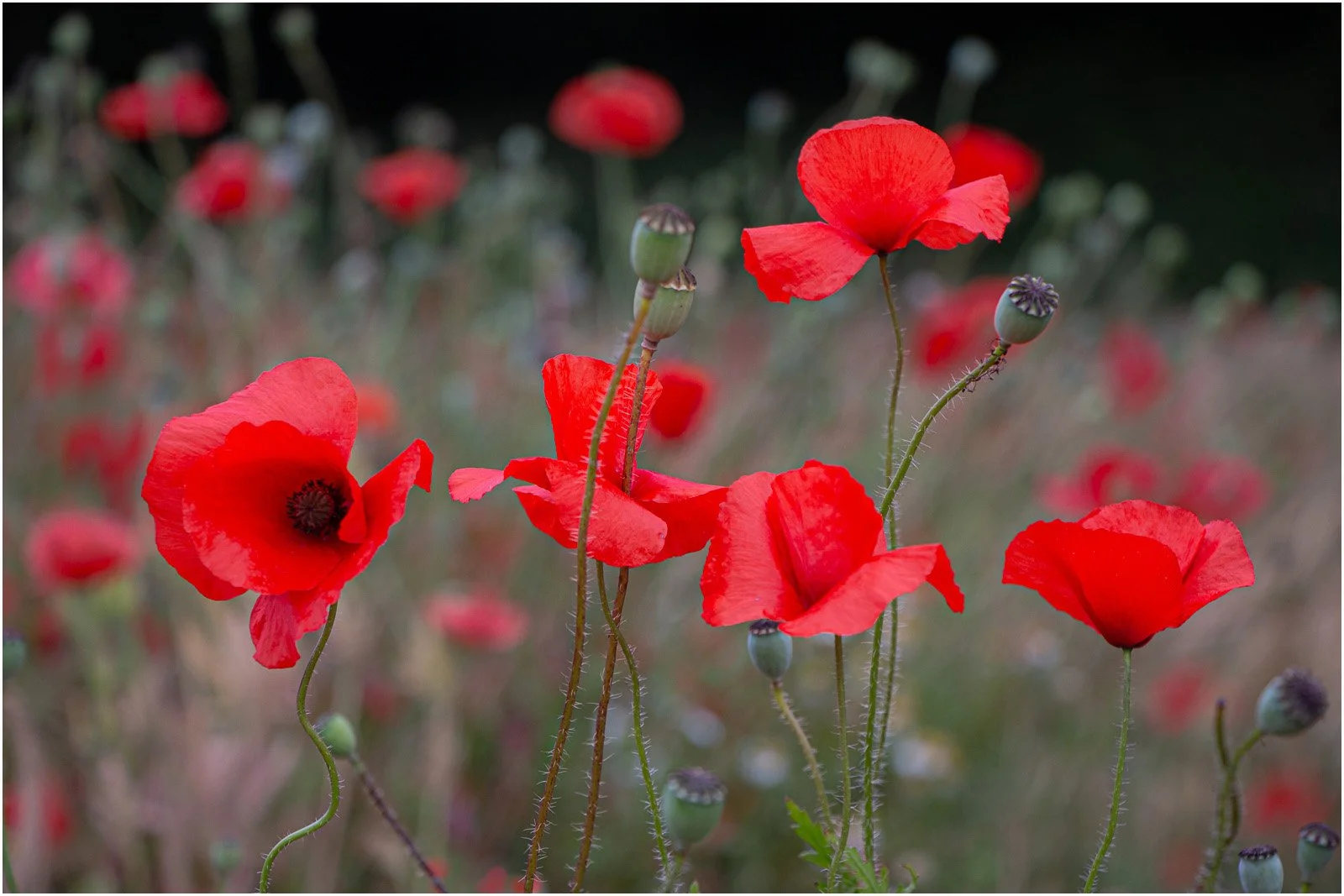 18_Poppy Field_Dave Rodgers.jpg