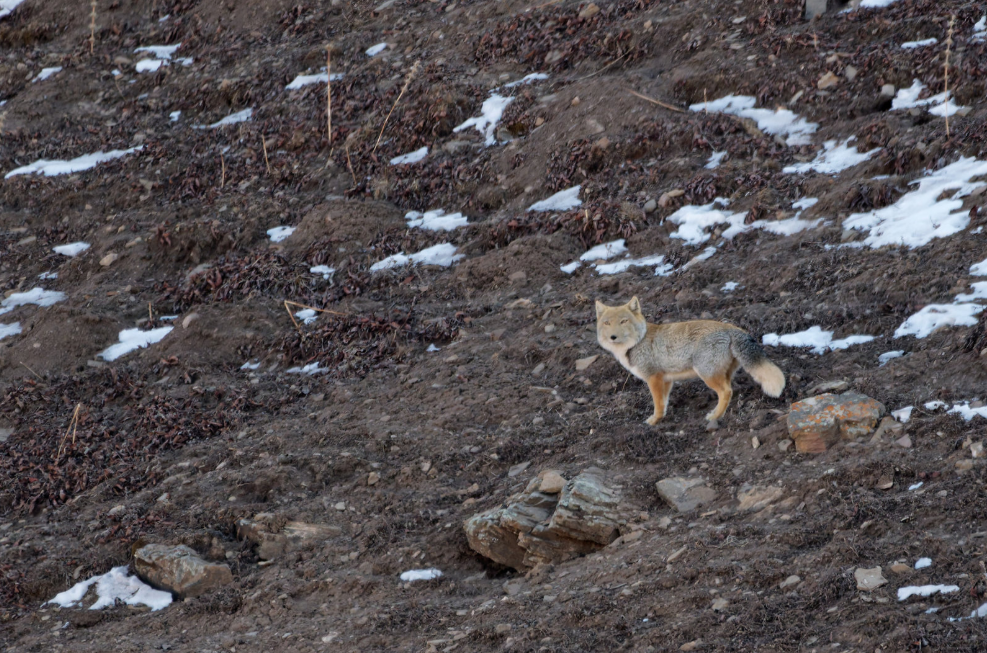 A Wildlife Adventure on the Tibetan Plateau