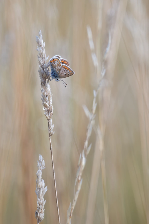 1:5 magnification on 400m non macro lens
