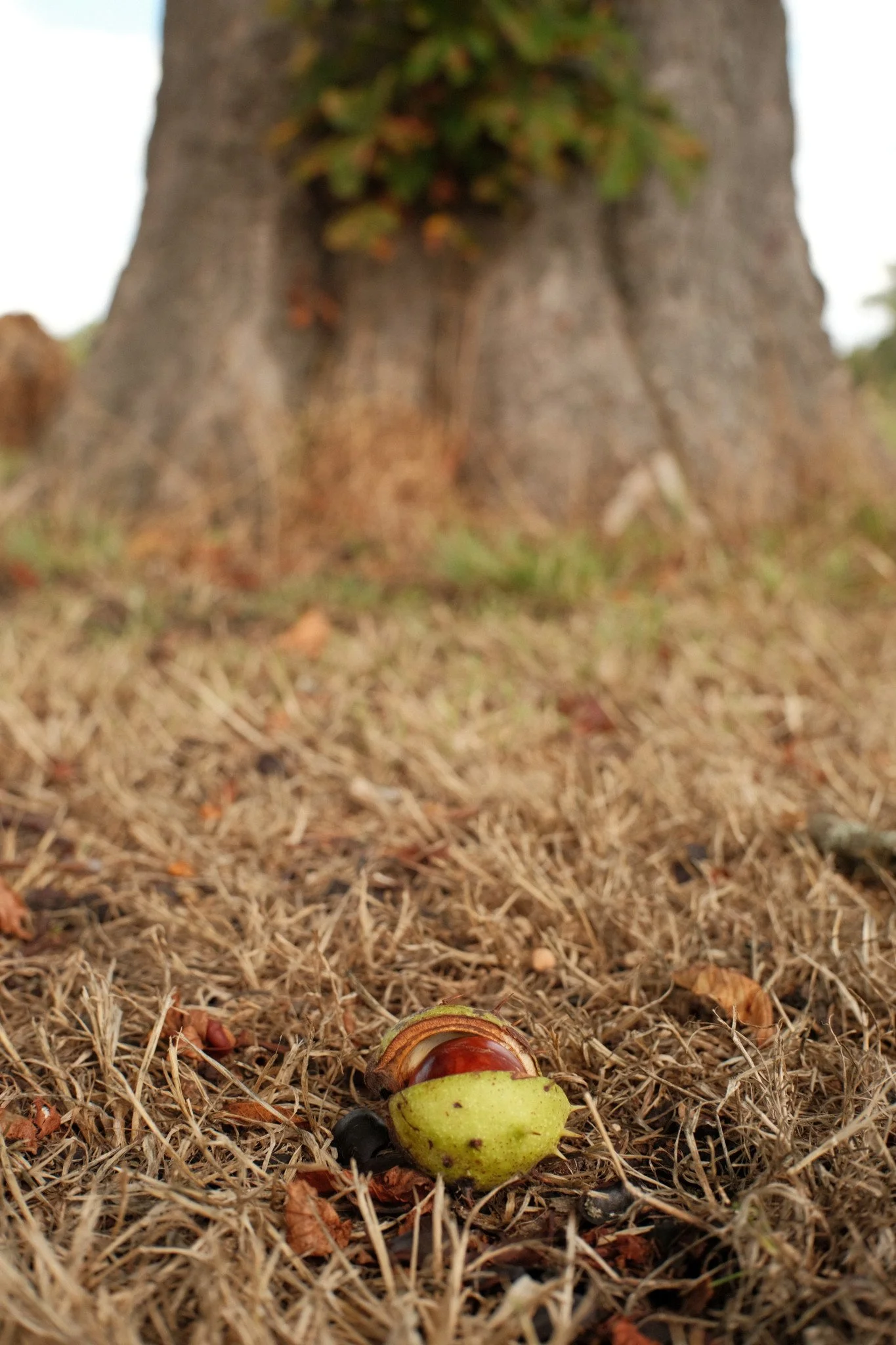 DSCF0257 F2.8 1/250 ISO200