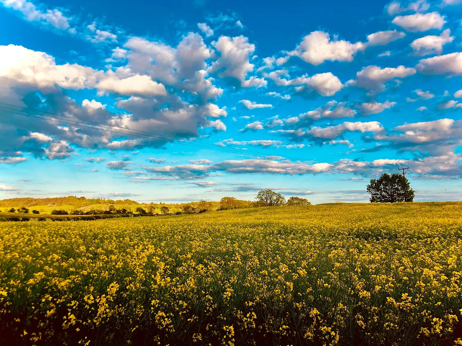 16_Amber Horizon_Ralph Brand.jpg
