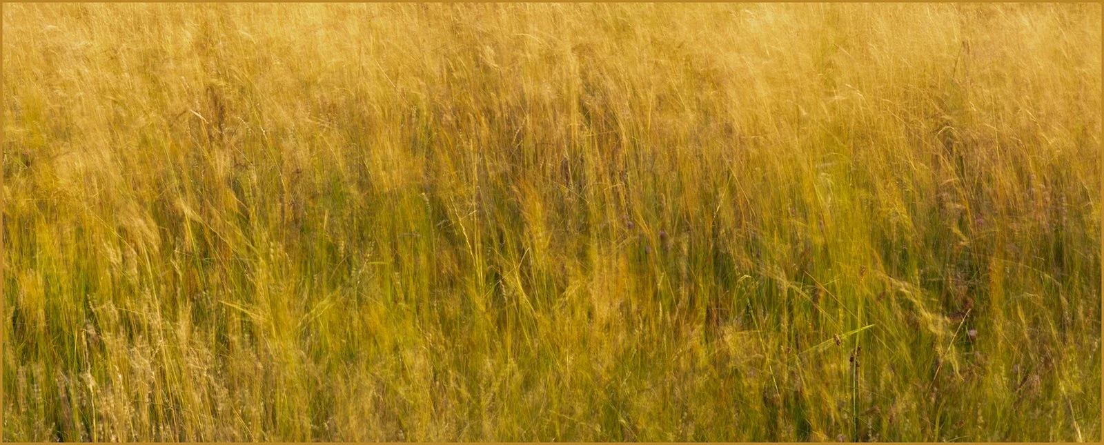 16_Fields of Gold_Pete Barcham.jpg