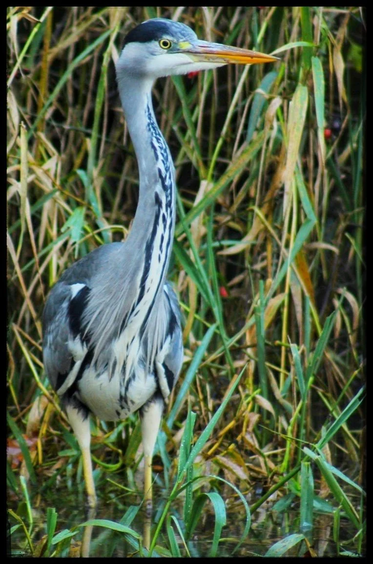 Bronwen Seaton_Grey heron.jpg