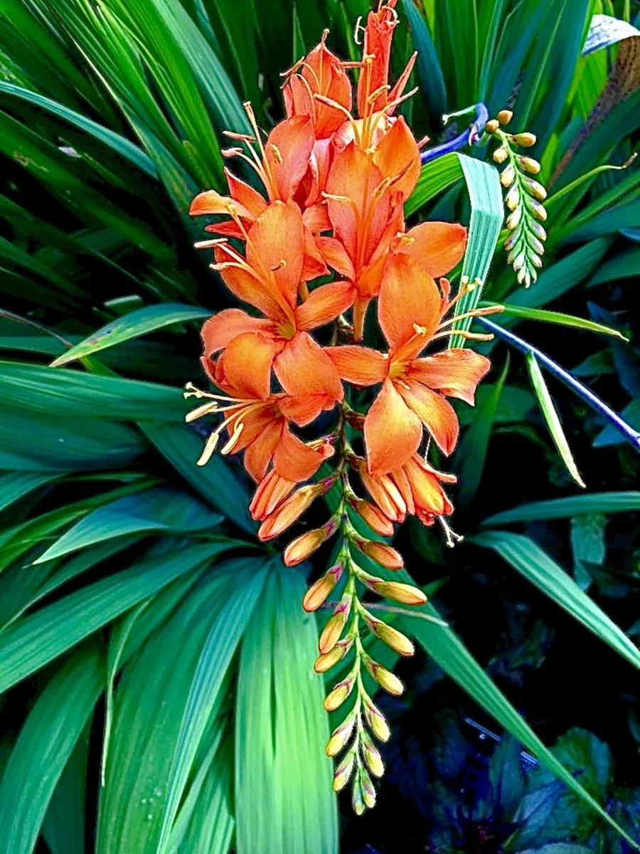 Crocosmia_Margaret-Widdowson.Jpg
