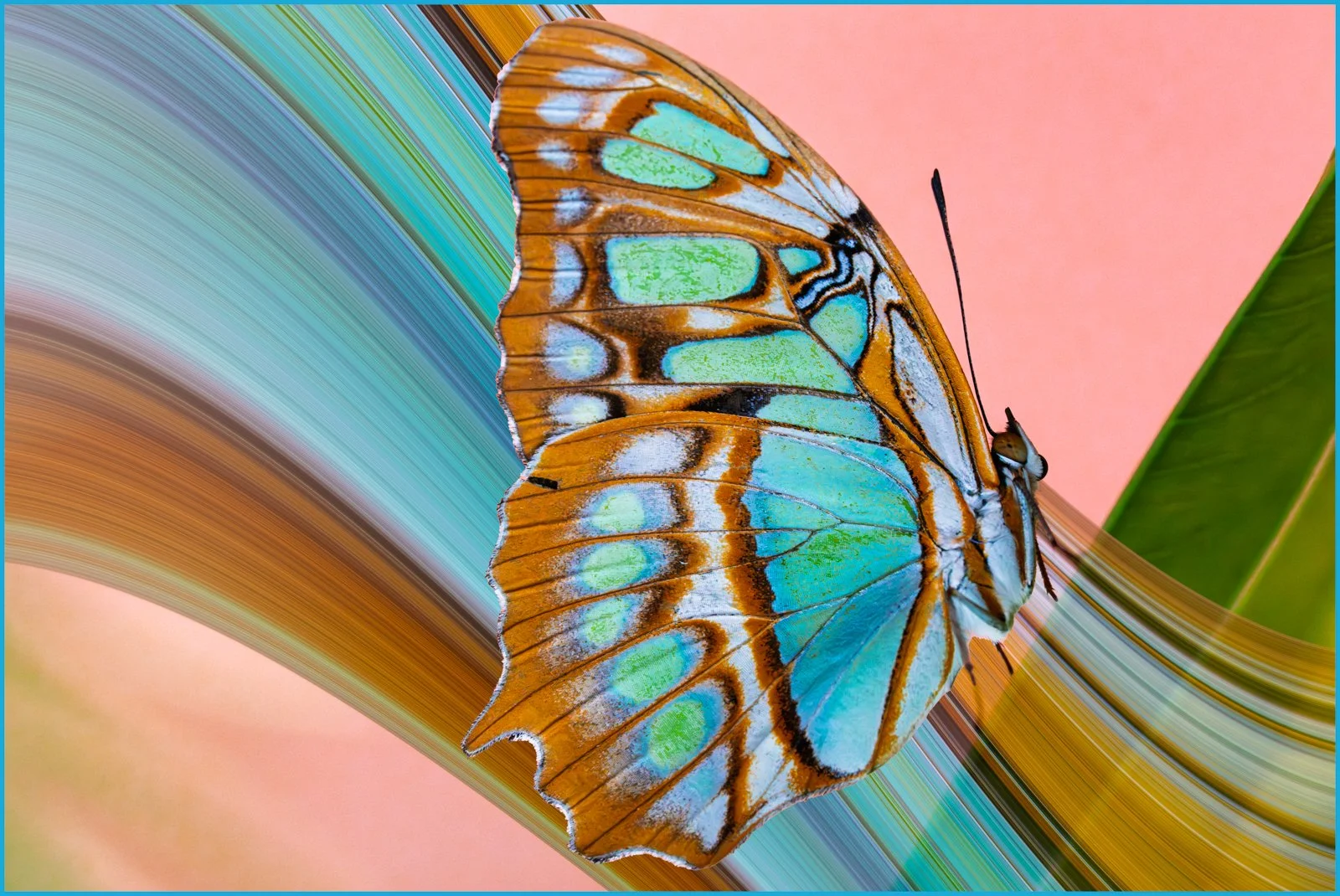 19_Shifted Butterfly_David Bonehill.jpg