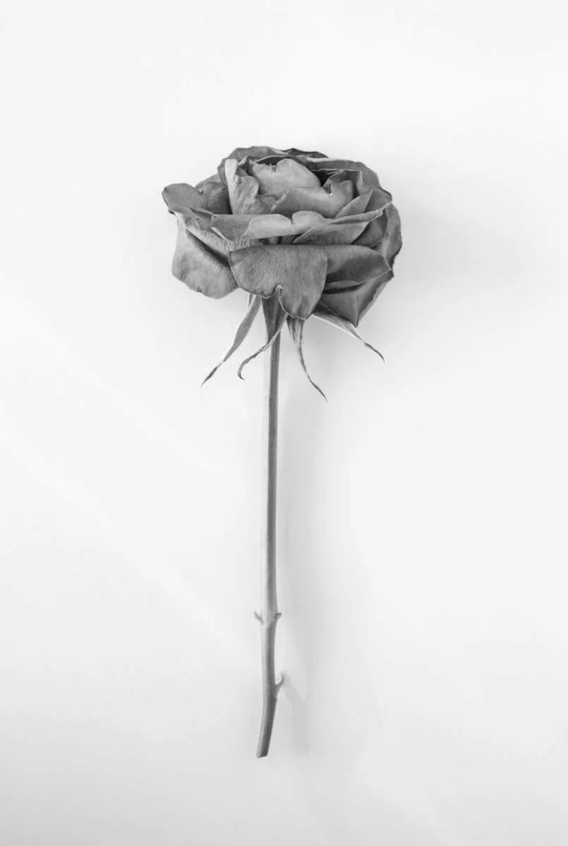 Laura Egerton_A Rose.jpg