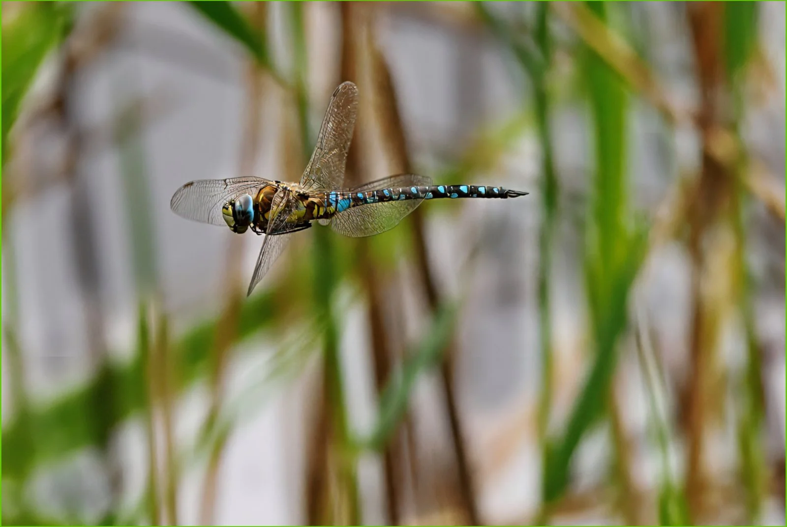THOMAS MILLARD_Migrant Hawker.jpg