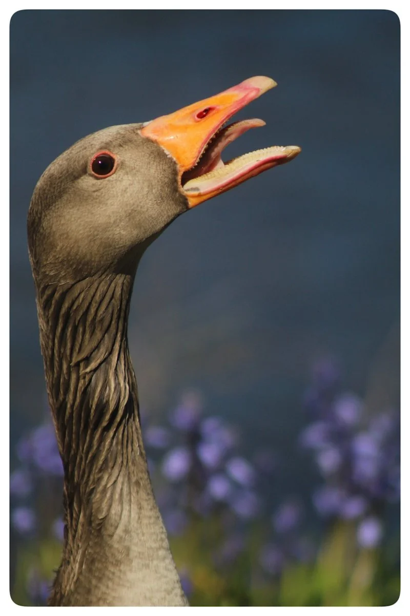 18_Greylag goose with attitude_Bronwen Seaton.jpg
