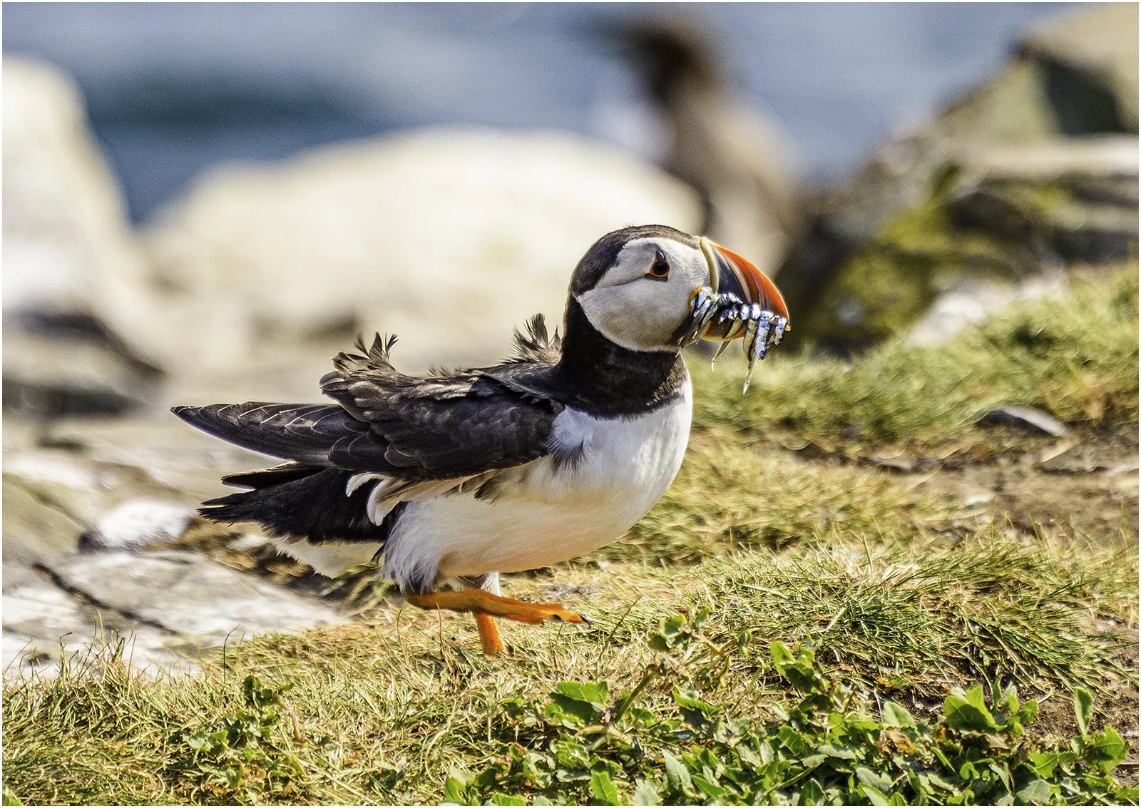 16_Puffin, Farne islands_Sean Lindsey.jpg