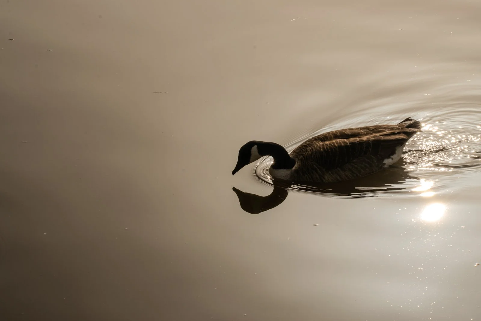 15_I wandered lonely as a duck_Sharlene Perry.jpg