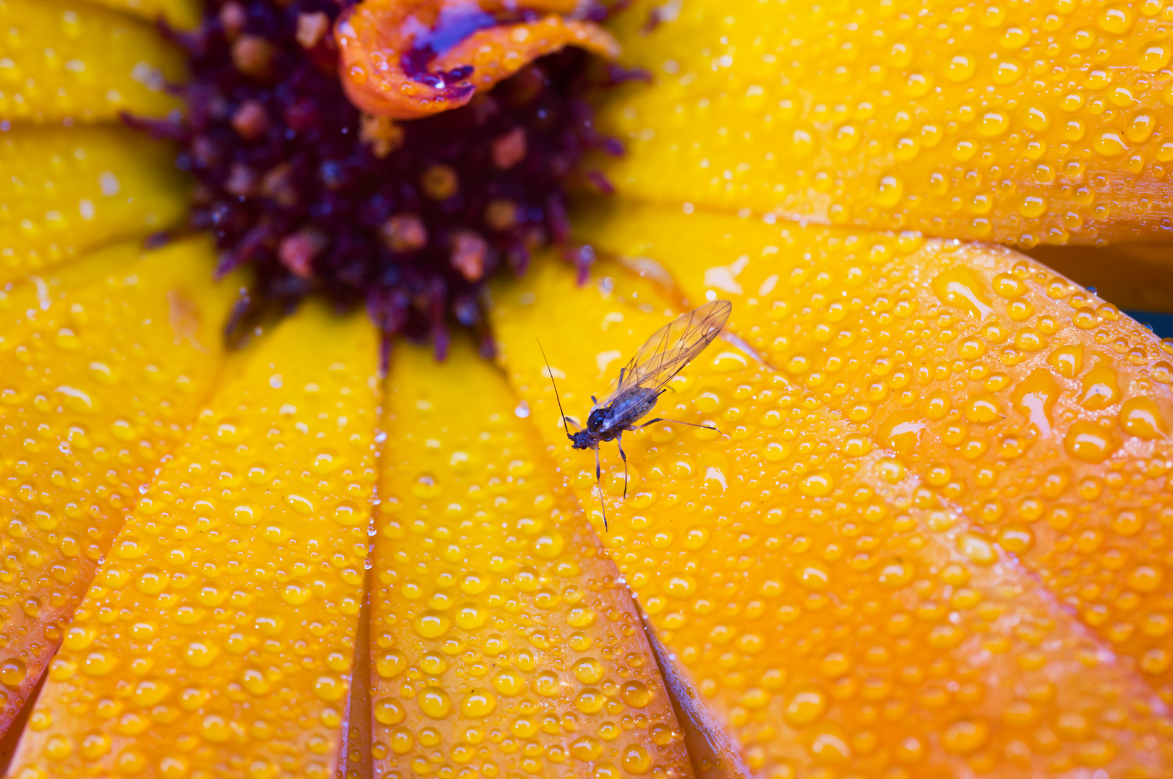 Macro Musings