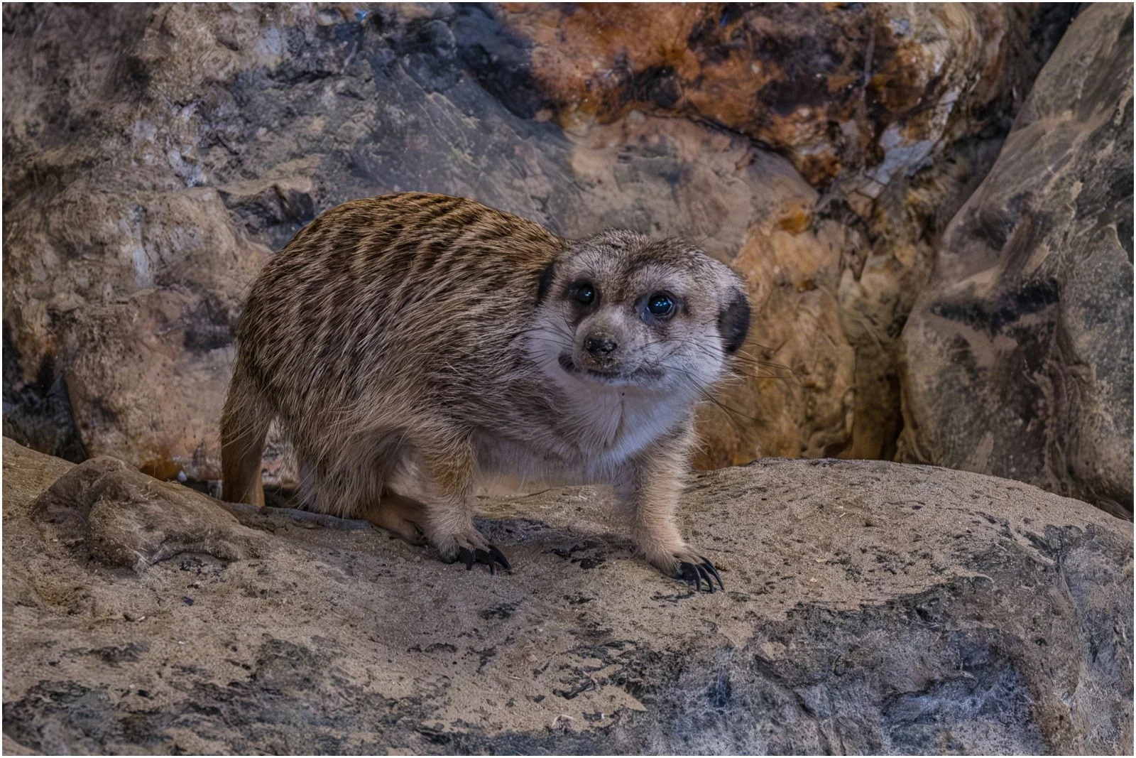 Dave Rodgers_Meercat.jpg