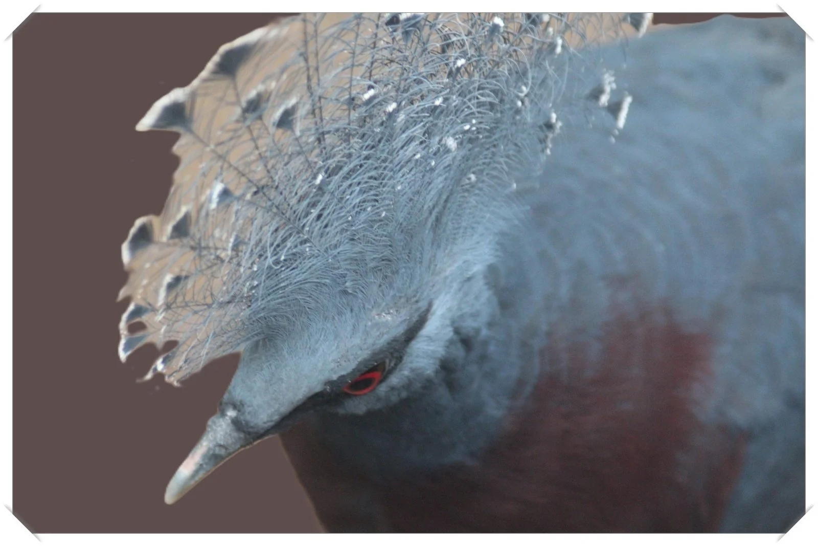 17_bird321_Ronald Wood.png