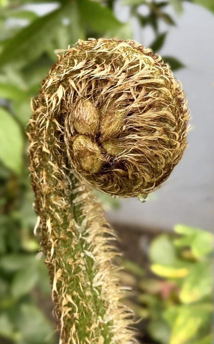 16_Unfurling_Ruth Miknenas.jpeg