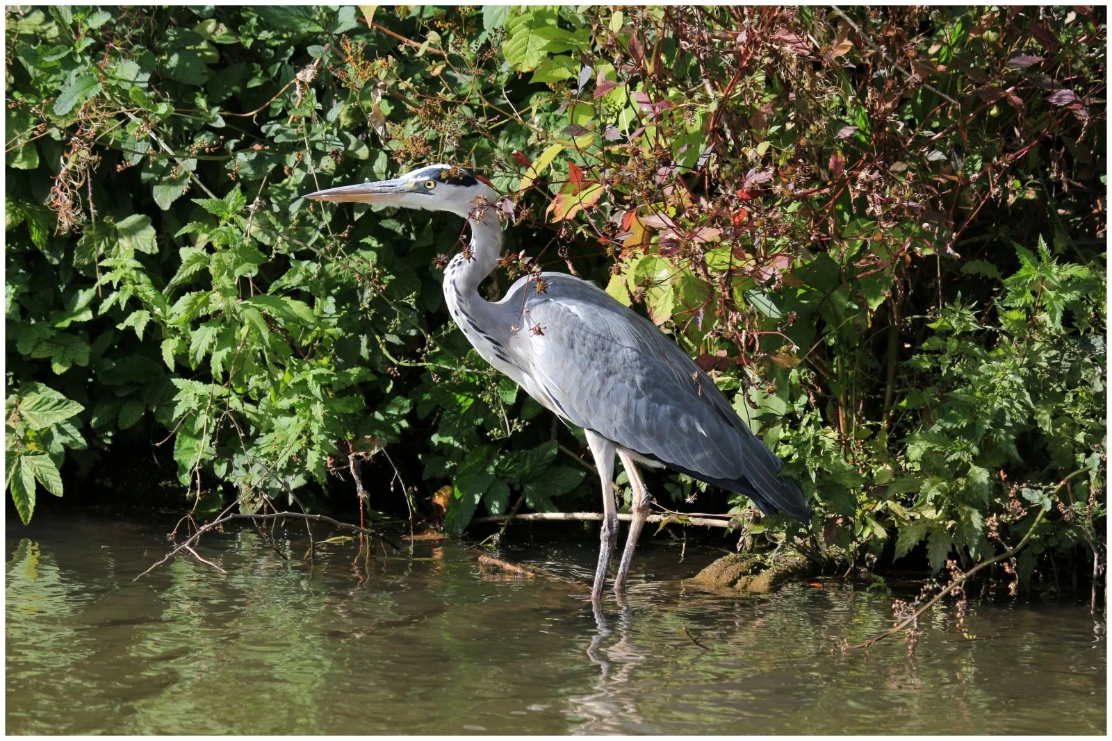 Heron_Mark-Wood.JPG