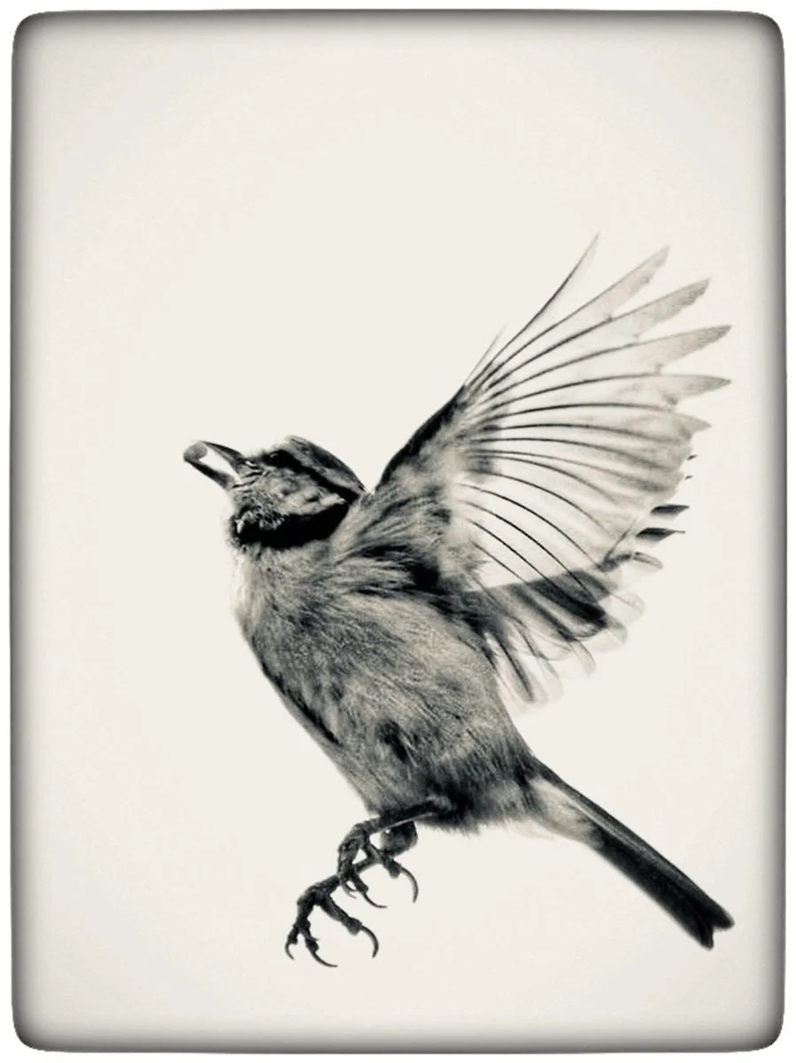 15_Up, Up and Away_Paul Widdowson.jpg