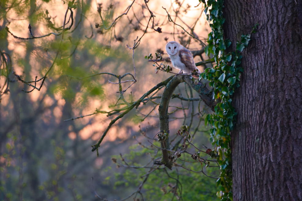 Barn Owl - 400mm f5.6 1/400 ISO8000