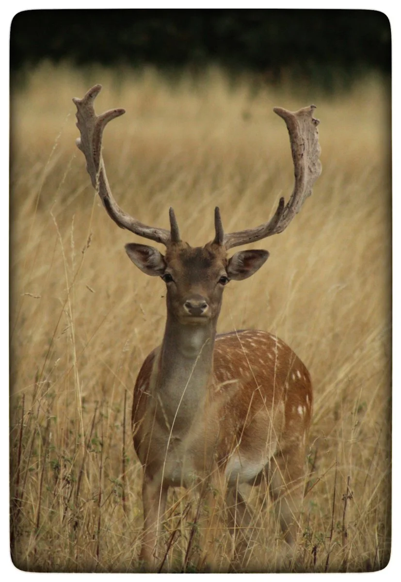 17_Fallow deer_Bronwen Seaton.jpg