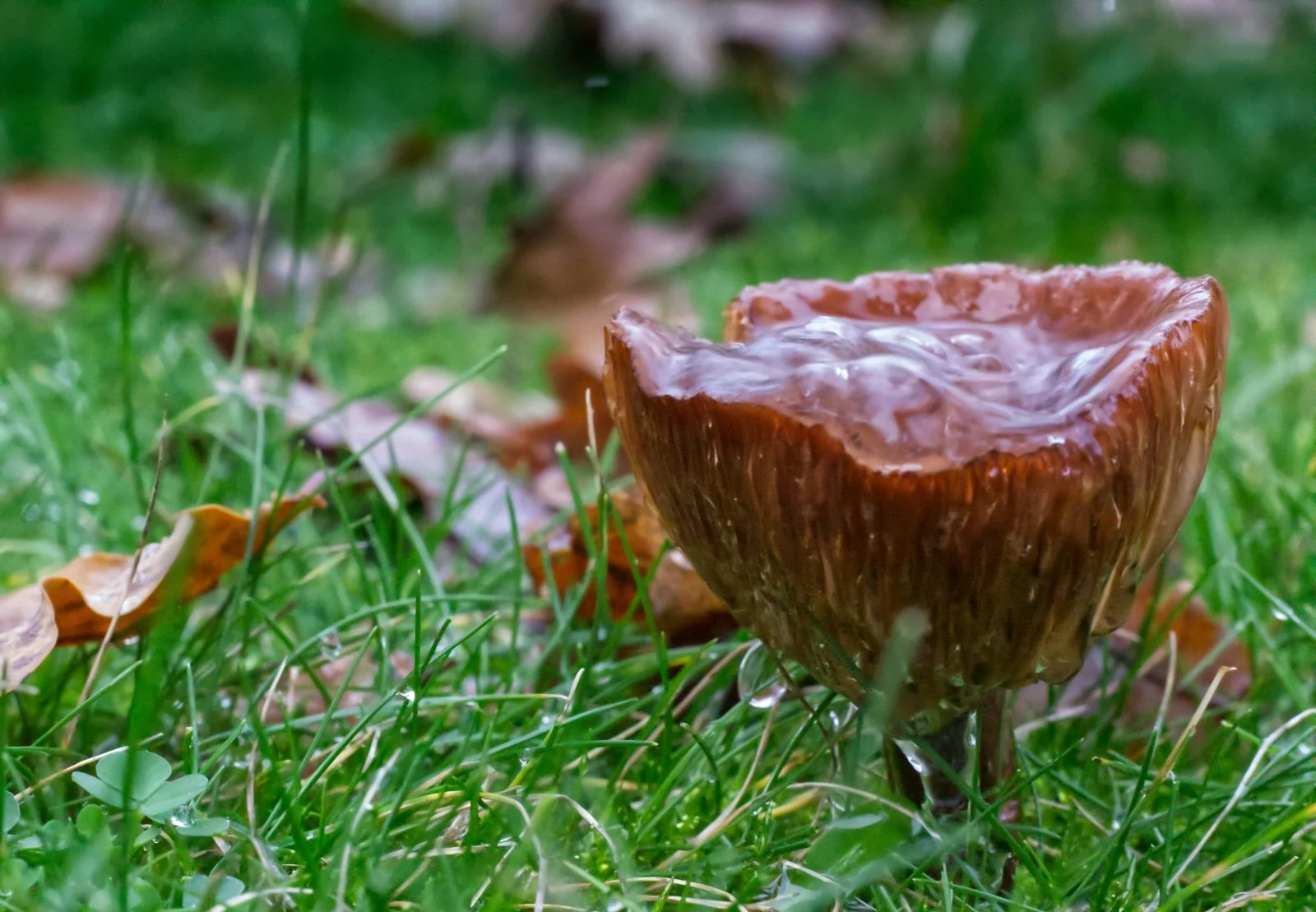 Nicola Carr_Bubbling mushroom.jpeg