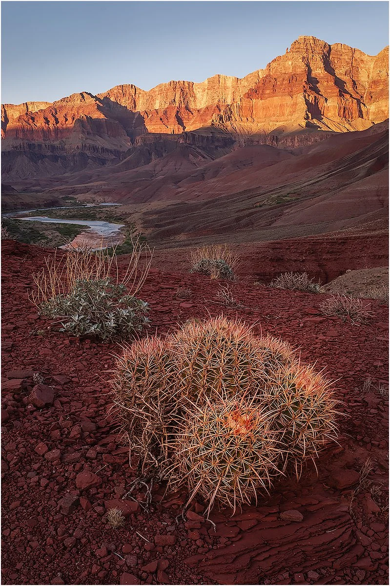 19_Barrel Cactus_Graeme Tozer.jpg