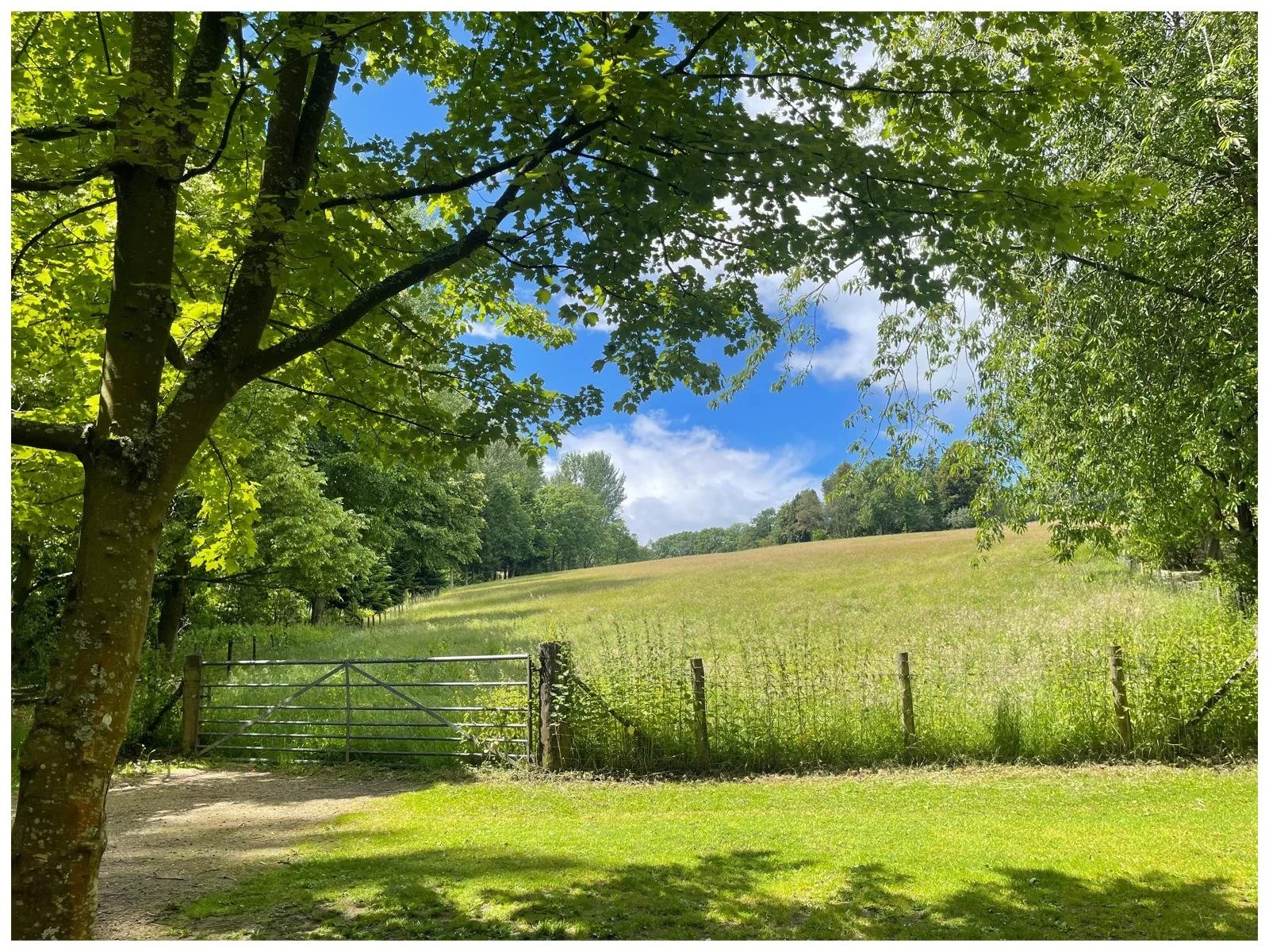 15_Green and Pleasant Land_Margaret Widdowson.jpg
