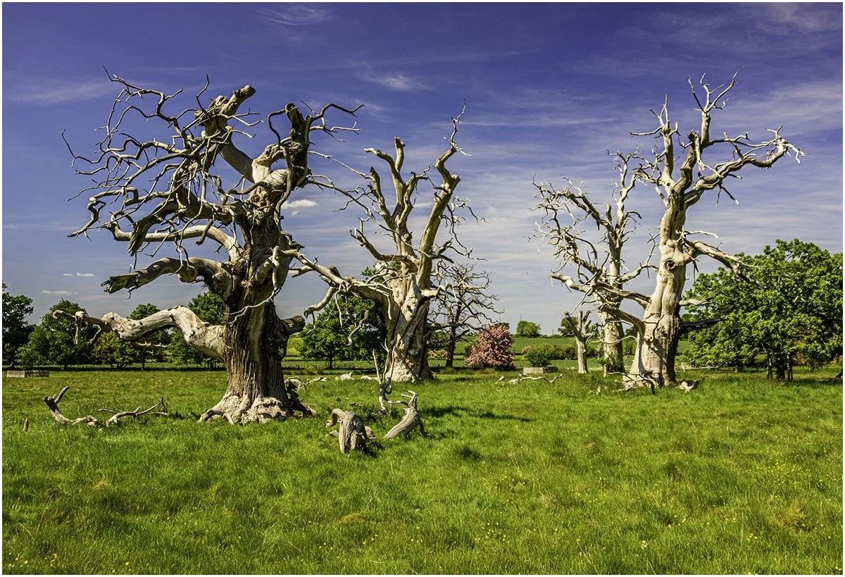 Sean Lindsey_Ghost trees at Hanbury hall.jpg