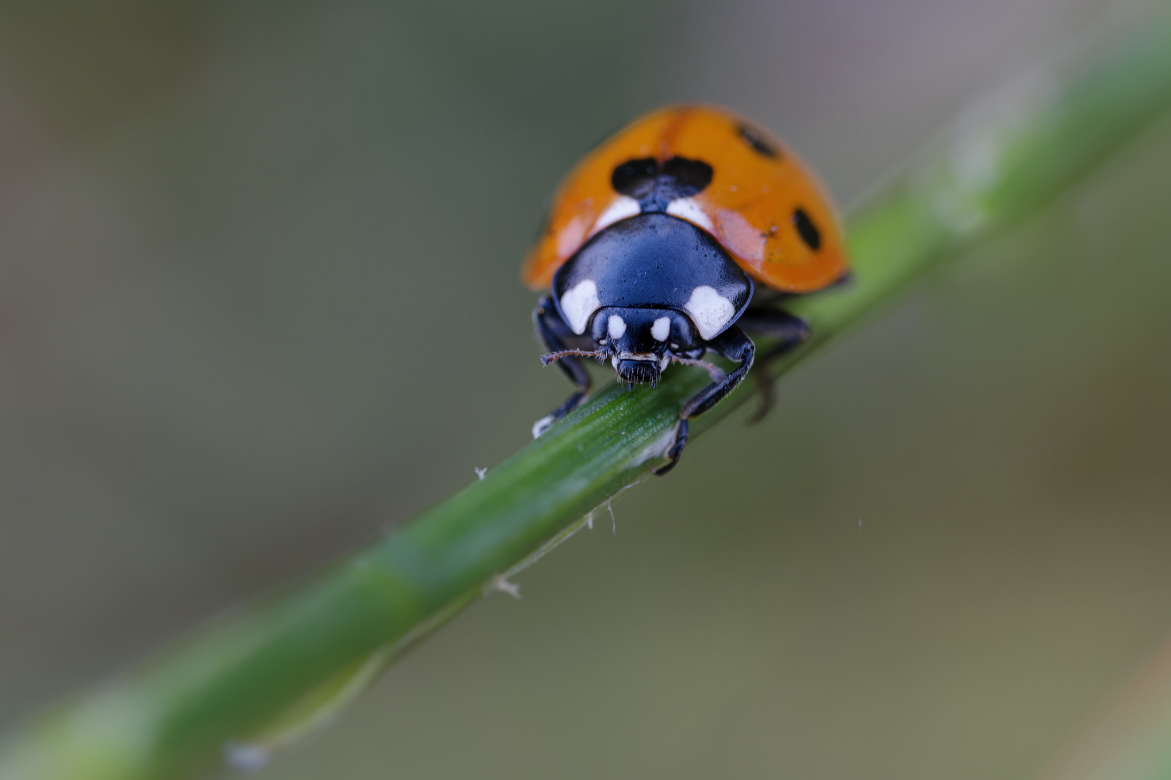 Ladybird 1:1 at f11 1/200 ISO1600