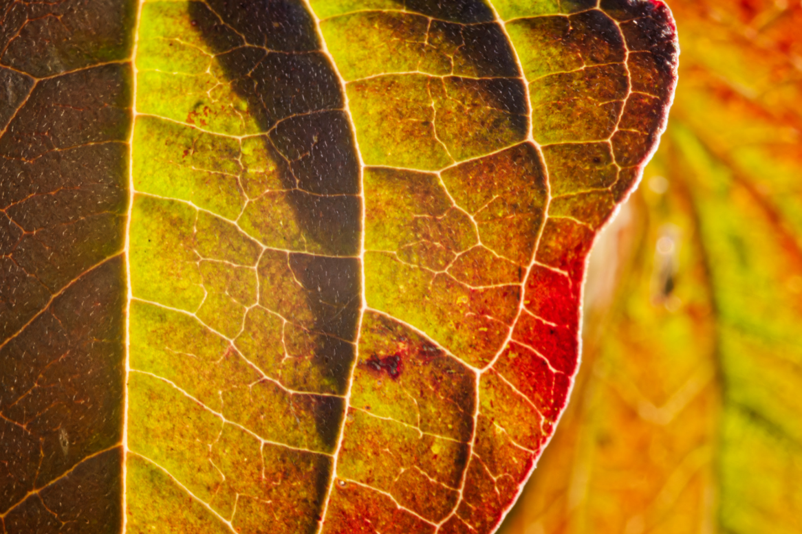 Leaf light 1:1 at f16 1/125 ISO 5000