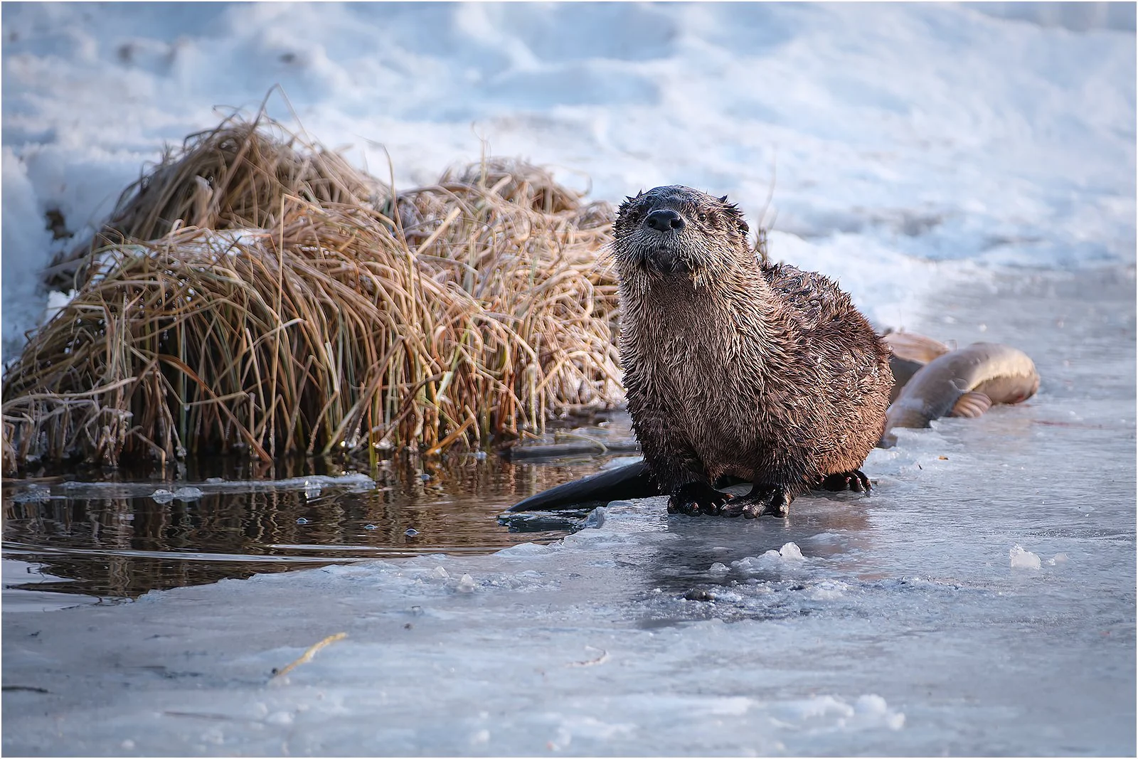 20_River Otter with Catch_Graeme Tozer.jpg
