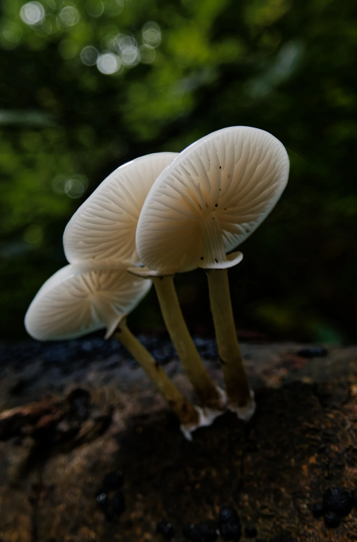 Panasonic macro mode 41mm f3.5 1/80 iso 400