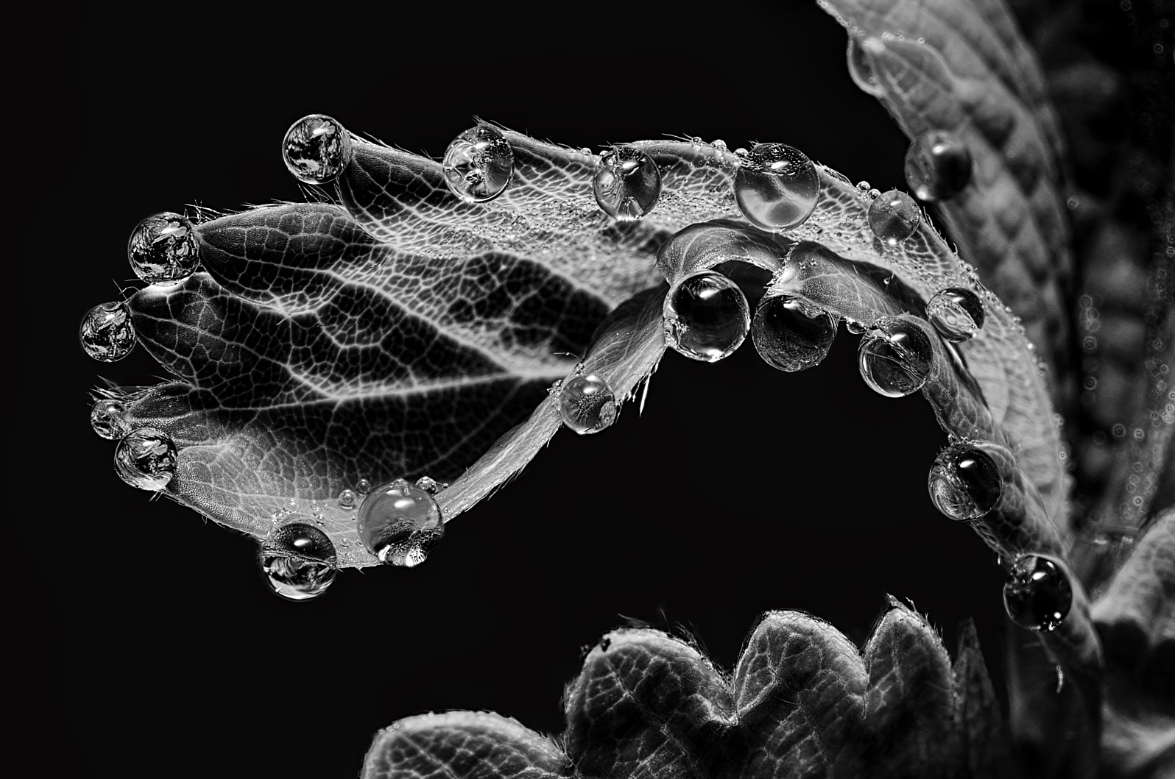 Jewels with flash f16 1/250 ISO 500