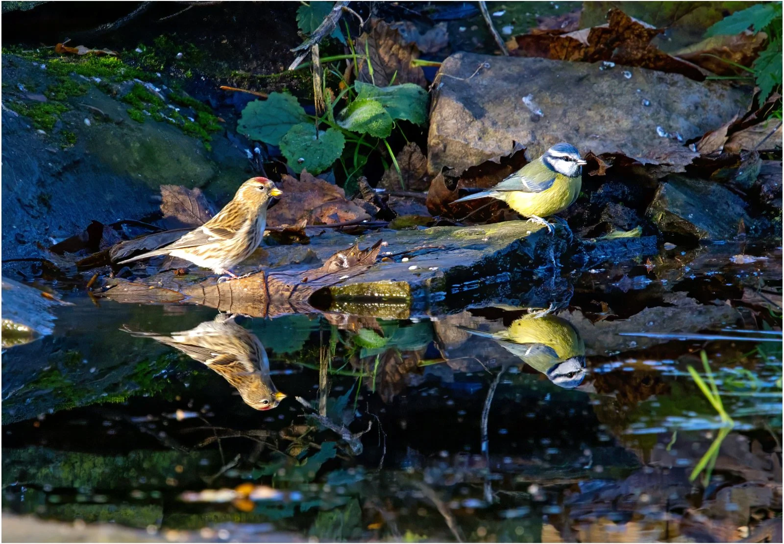 THOMAS MILLARD_Red pole and Blue tit.jpg