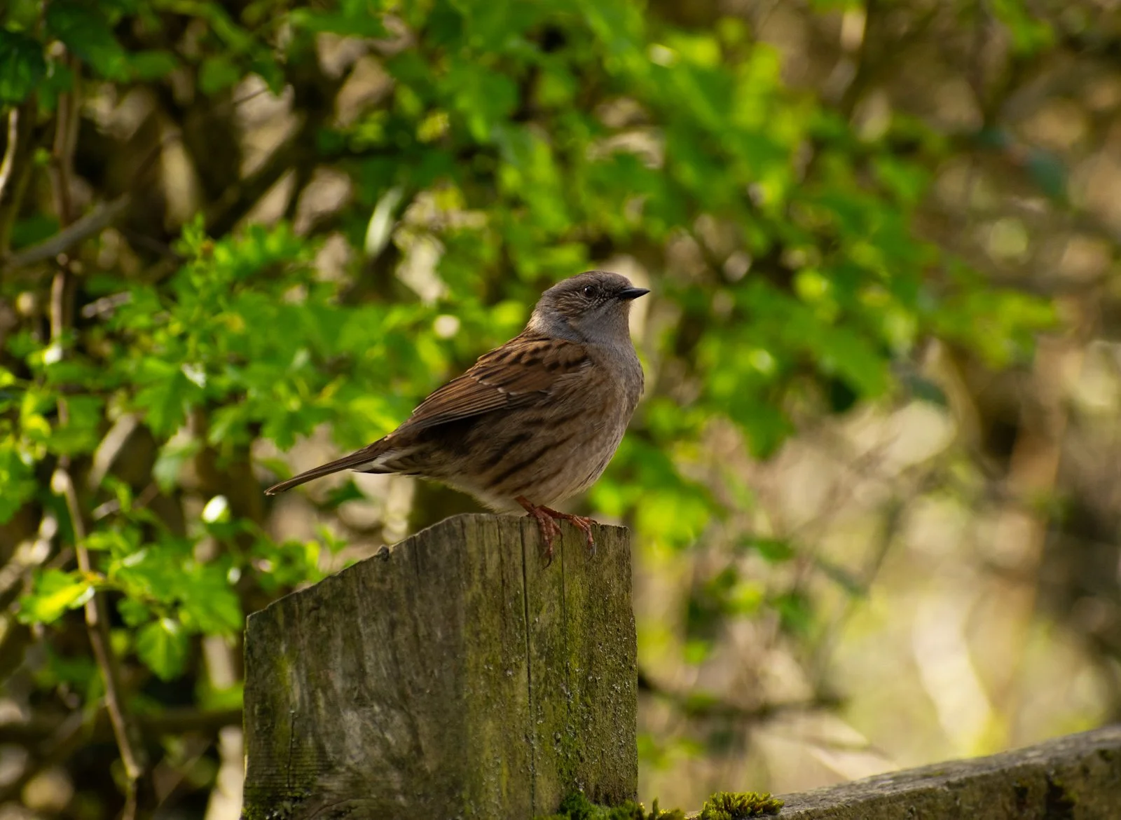15_Dunnock_Sharlene Perry.jpg