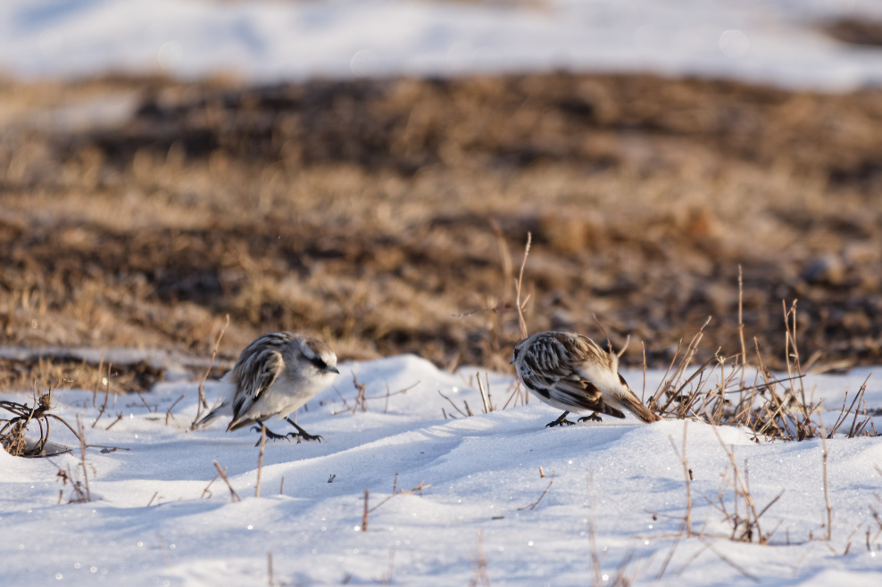 Snow Bunting Duel - 600mm f6.3 1/500 ISO400