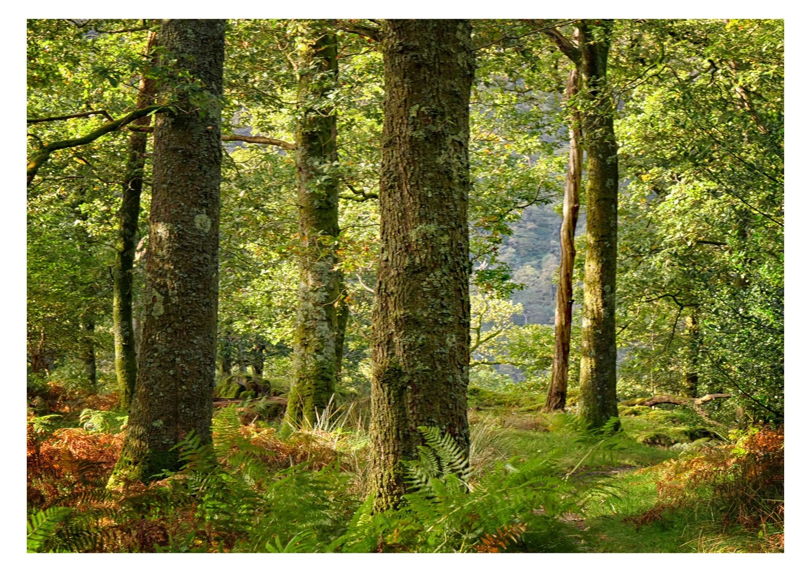Signs-Of-Autumn_Martin-Attewell.Jpg