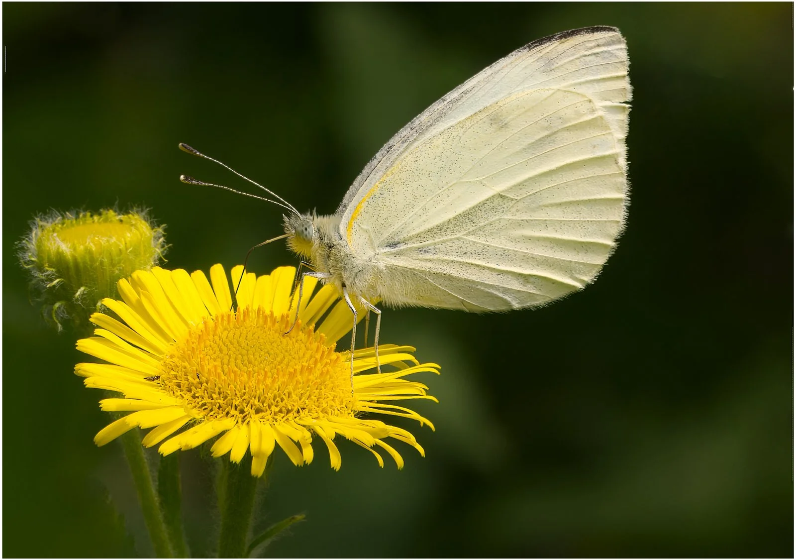 1-Green-Veined-White-Butterfly_Thomas-Millard.Jpg
