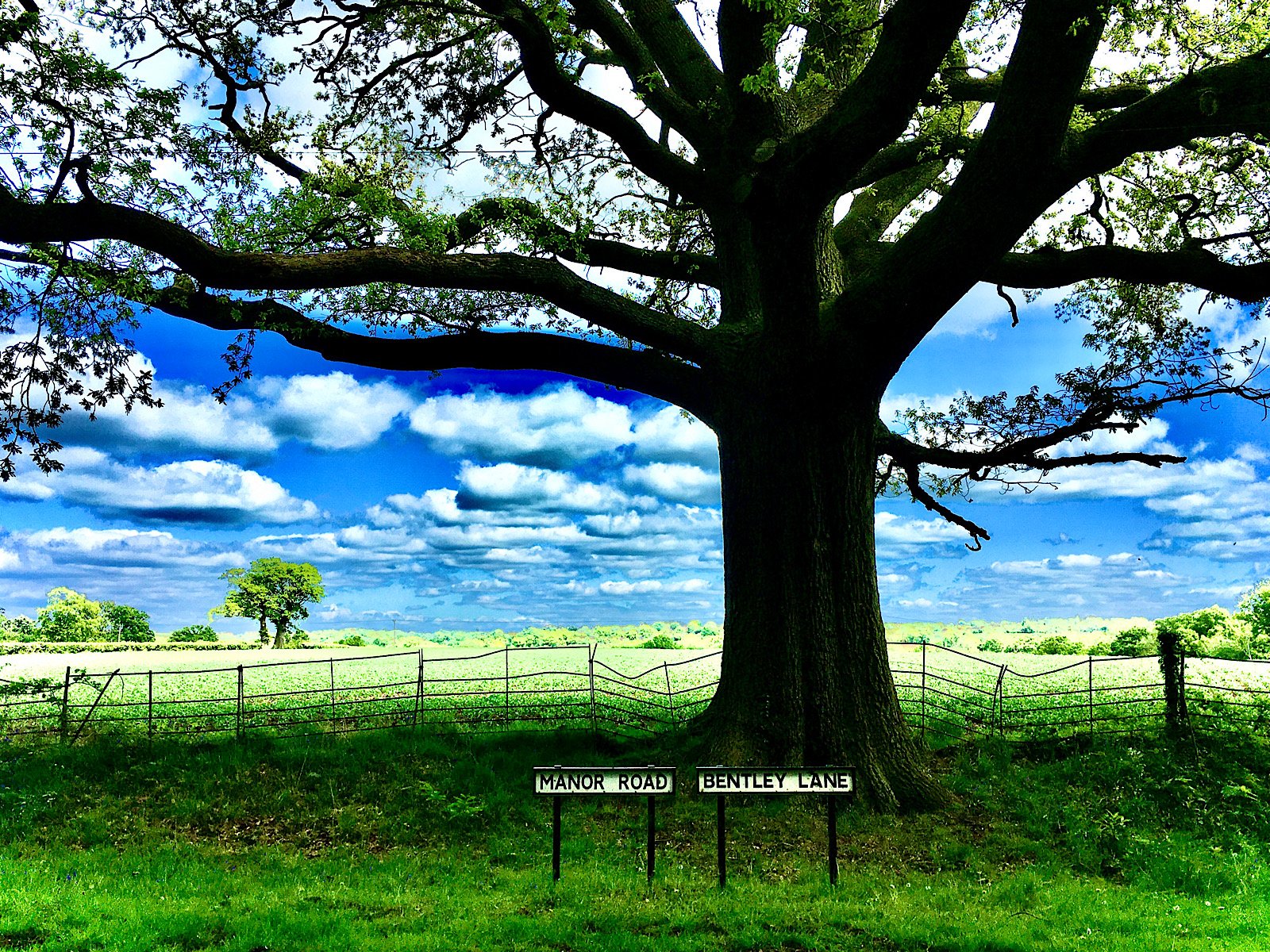 14_The Junction Tree_Ralph Brand.jpg