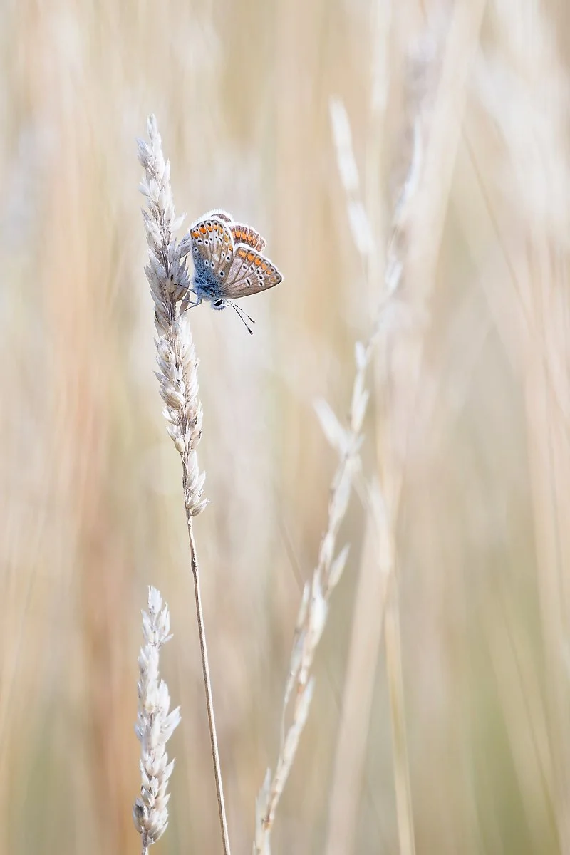 Brown-Argus_Simon-Pugsley.Jpg