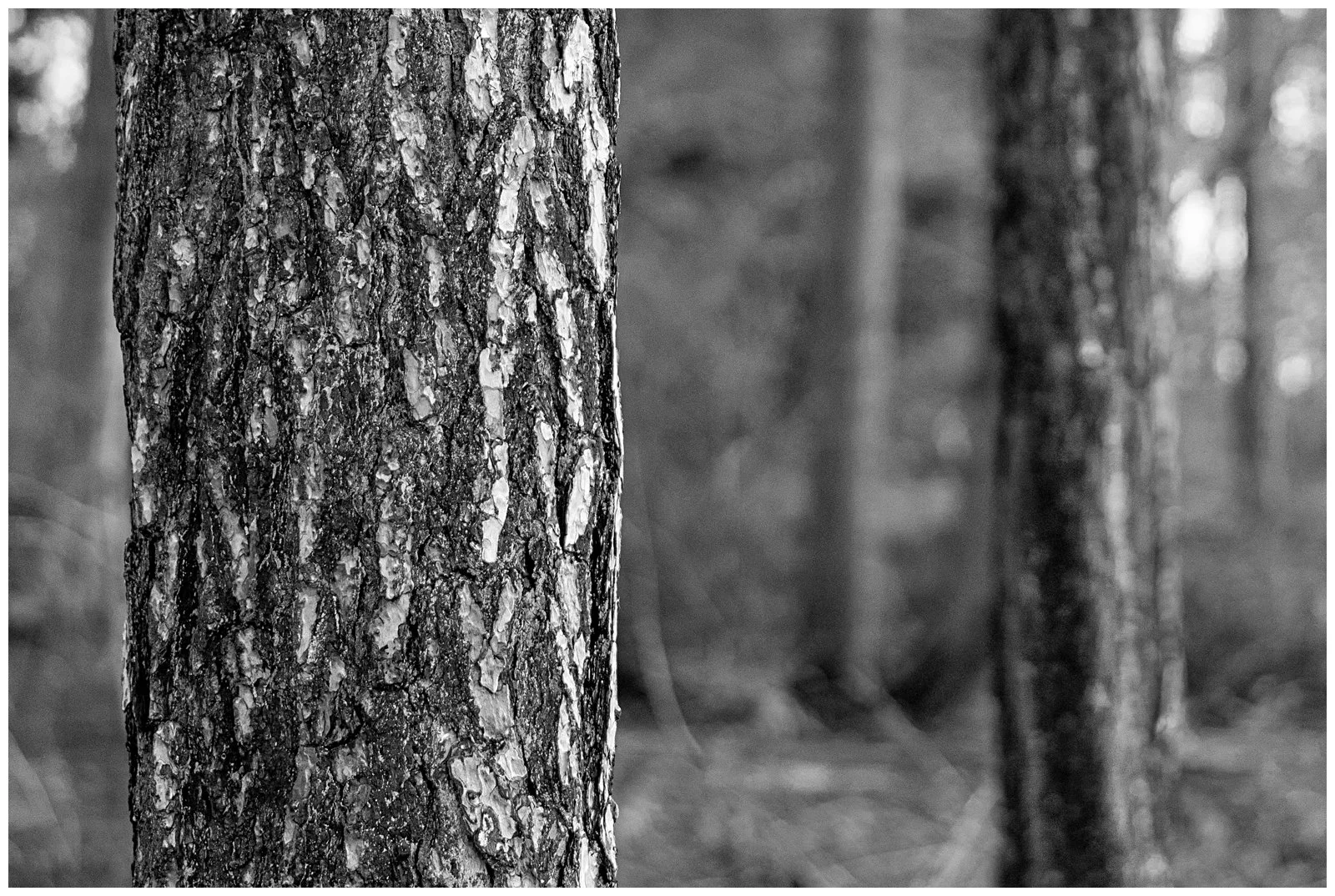 17_Trunk Texture_Pete Barcham.jpg