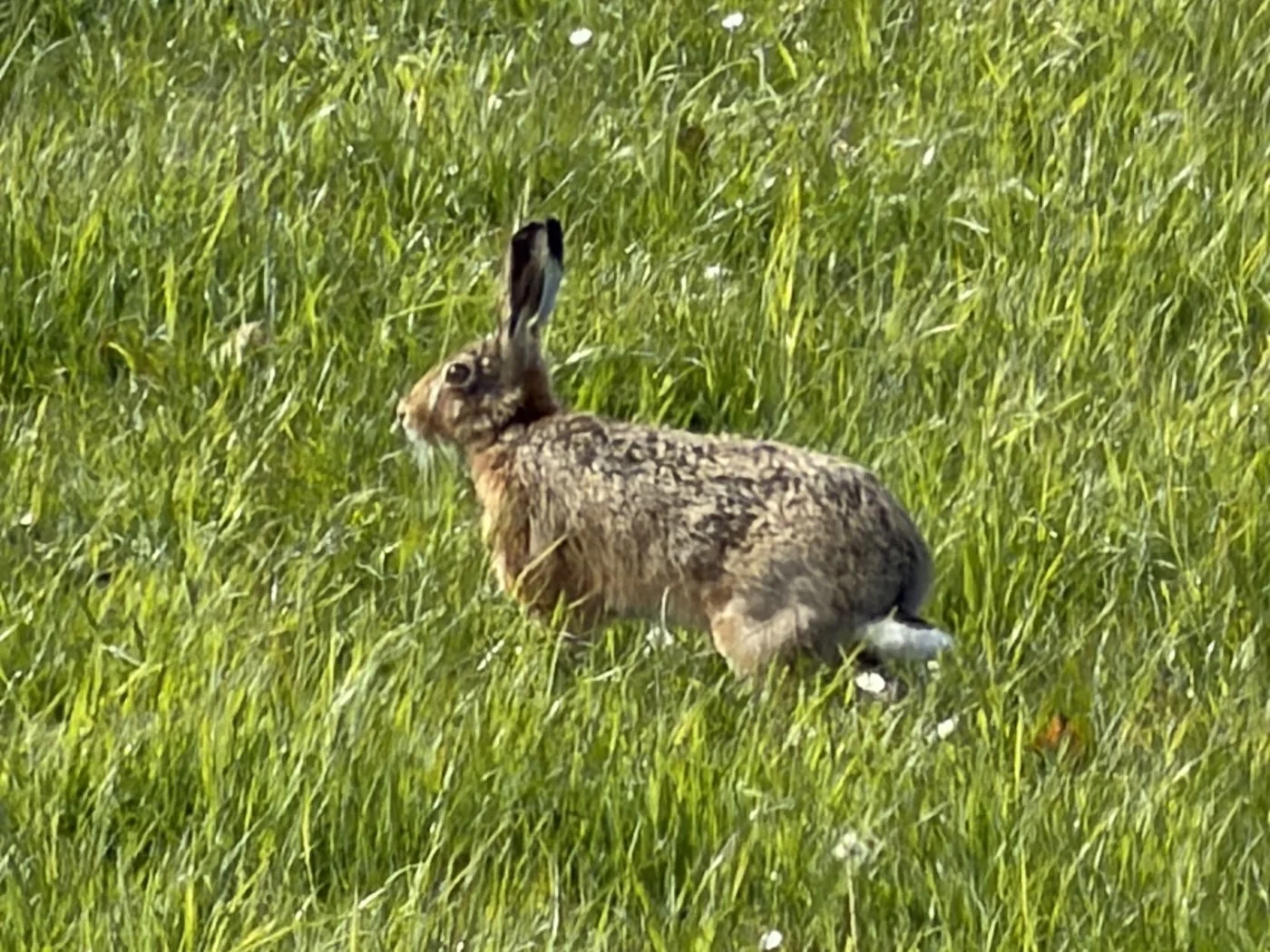 14_Hare looking for a mat_David Willis.jpg