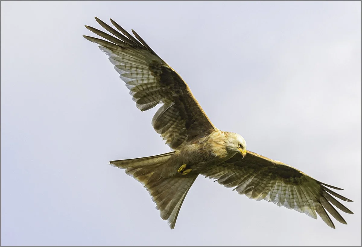 Sean Lindsey_White kite, Powys.jpg