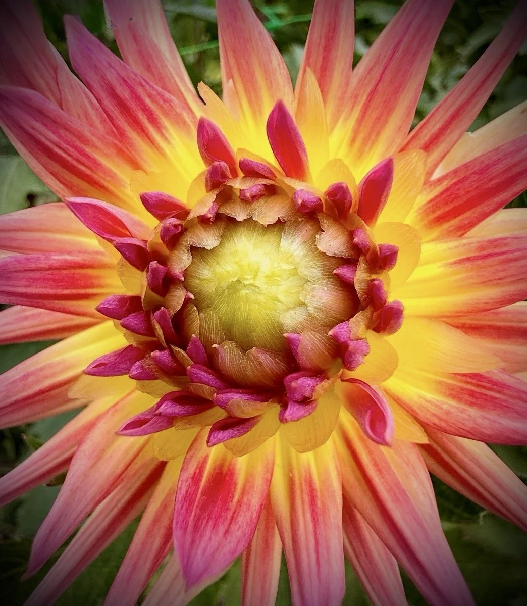 17_Cactus Dahlia_Ruth Miknenas.jpeg