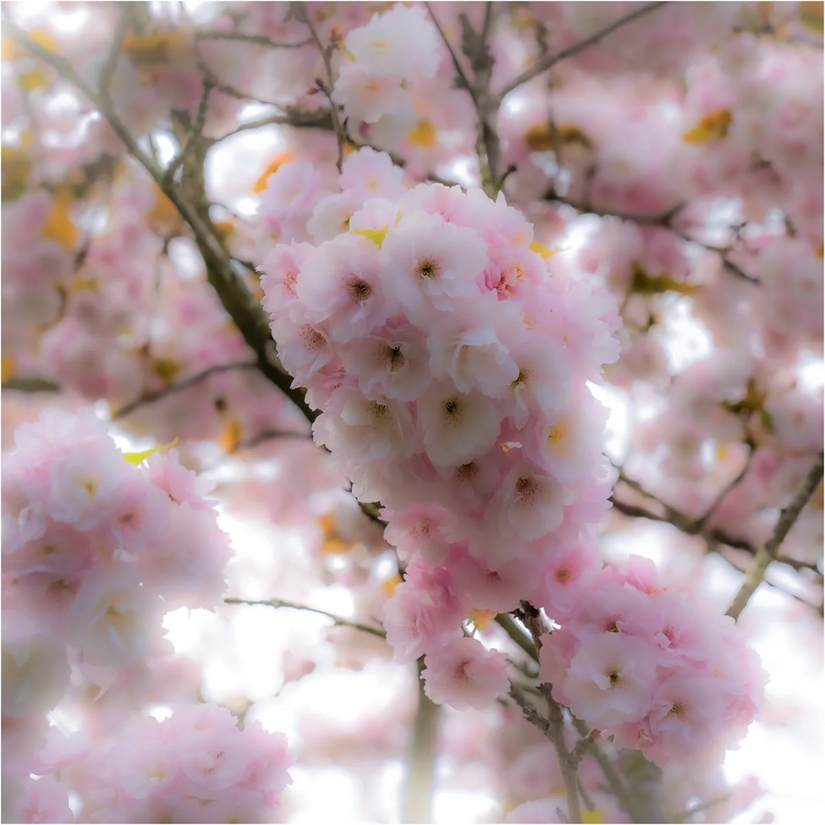 Whispers-Of-Spring_Pete-Barcham.Jpg