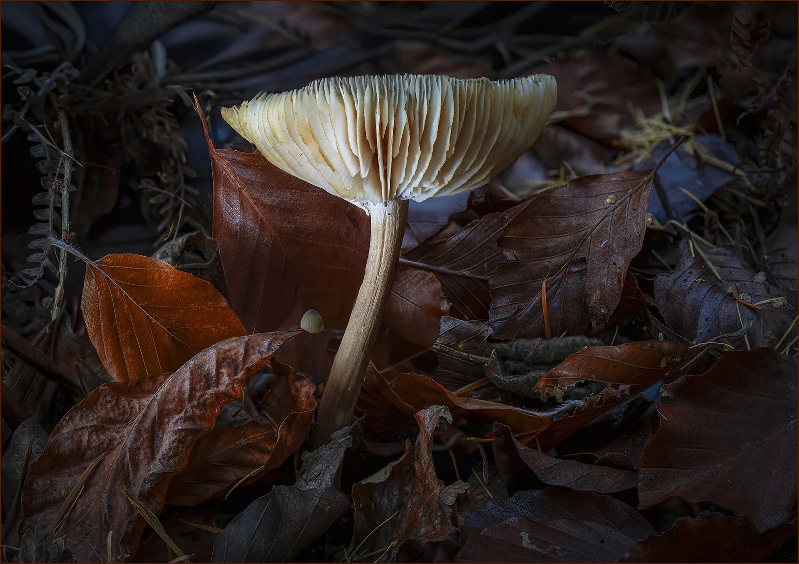 Keith Waldron_The Forest Floor.jpg