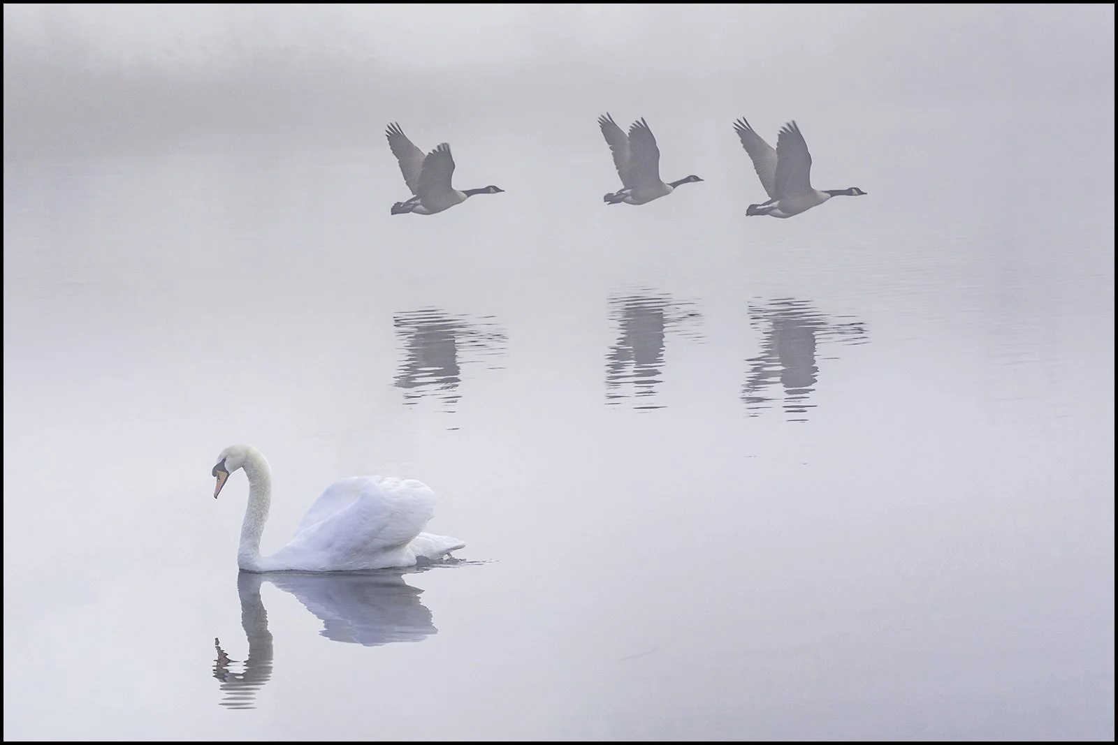 20_Synchronized Flight, Solo Glide_Keith Waldron.jpg