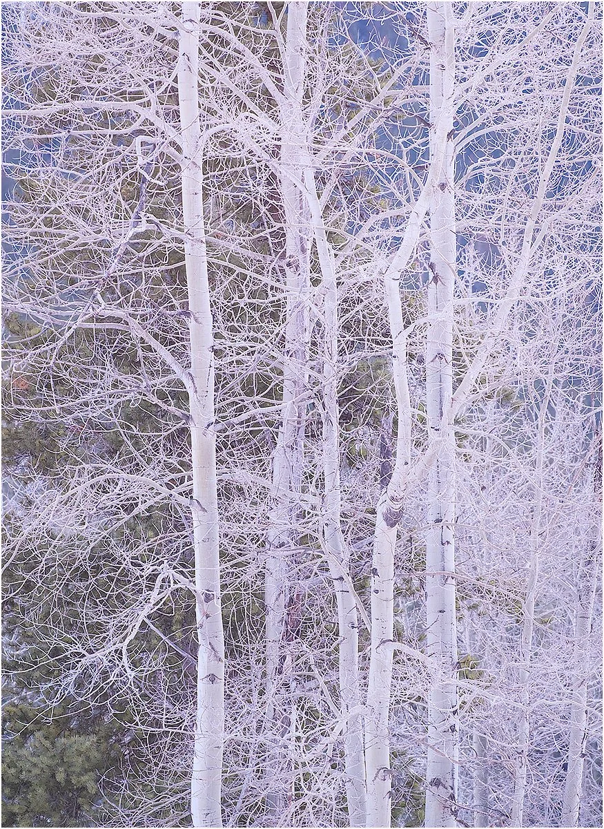 Winter-Light-On-Aspens_Graeme-Tozer.Jpg