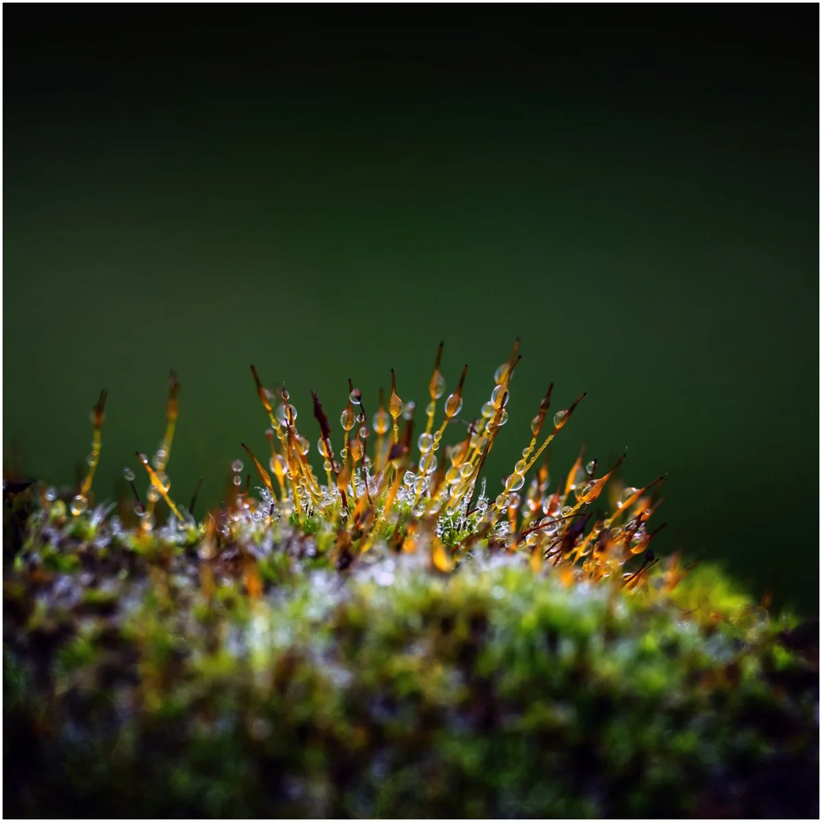 18_Morning Dew_Martin Attewell.jpg