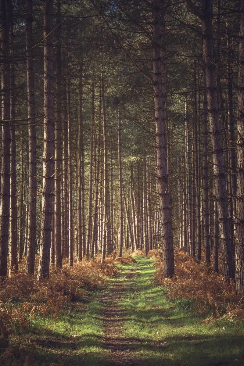 17_Woodlands_Laura Egerton.jpg